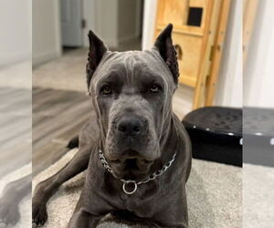 Mutt Dogs for adoption in Goodyear, AZ, USA