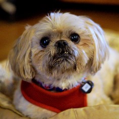 Shih Tzu Dogs for adoption in Bealeton, VA, USA