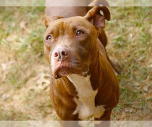 American Staffordshire Terrier-Unknown Mix Dogs for adoption in Tallahassee, FL, USA
