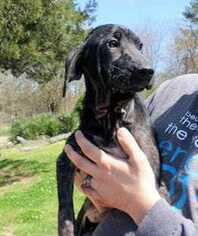 Labrador Retriever Dogs for adoption in westminster, CO, USA
