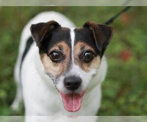 Jack Russell Terrier Dogs for adoption in Cookeville, TN, USA