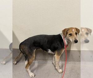 Harrier Dogs for adoption in Modesto, CA, USA