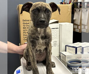 Mutt Dogs for adoption in Washington, DC, USA