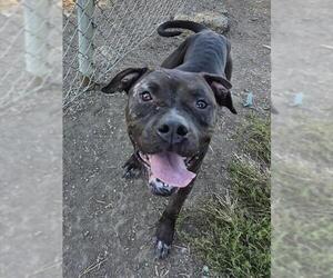 American Pit Bull Terrier Dogs for adoption in Decatur, IL, USA