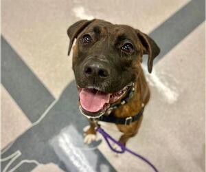 Boxer-Unknown Mix Dogs for adoption in Santa Rosa, CA, USA