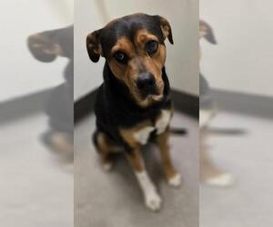 Rottweiler-Unknown Mix Dogs for adoption in HESPERIA, CA, USA