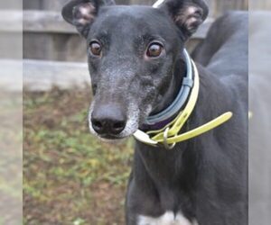 Greyhound Dogs for adoption in Grandville, MI, USA