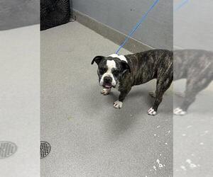 American Bulldog-Unknown Mix Dogs for adoption in Las Vegas, NV, USA