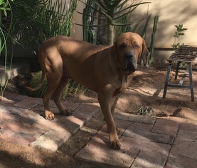 Brazilian Mastiff Dogs for adoption in Chandler, AZ, USA