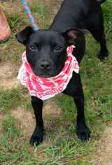 Staffordshire Bull Terrier-Unknown Mix Dogs for adoption in Staunton, VA, USA