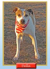 Mutt Dogs for adoption in Keller, TX, USA