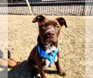 Boxador Dogs for adoption in Princeton, MN, USA