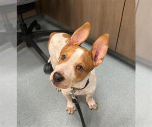 Mutt Dogs for adoption in Baytown, TX, USA