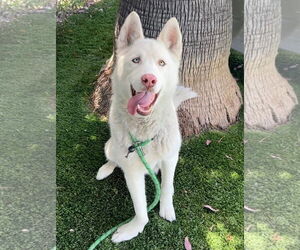 German Shepherd Dog-Siberian Husky Mix Dogs for adoption in Pasadena, CA, USA