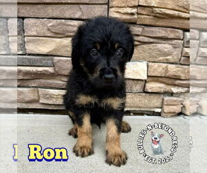 Rottle Dogs for adoption in Omaha, NE, USA