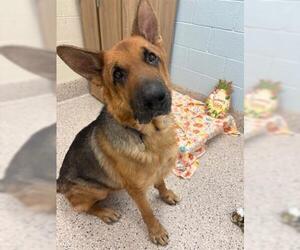 German Shepherd Dog Dogs for adoption in Brighton, CO, USA