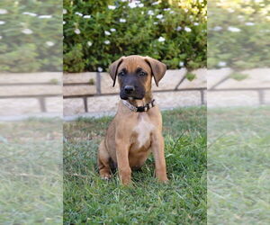 Boxador Dogs for adoption in Dana Point, CA, USA