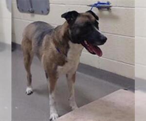 German Shepherd Dog-Unknown Mix Dogs for adoption in Denver, CO, USA