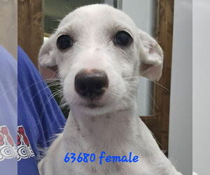 Mutt Dogs for adoption in Chico, CA, USA