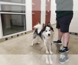 Siberian Husky-Unknown Mix Dogs for adoption in Jackson, CA, USA