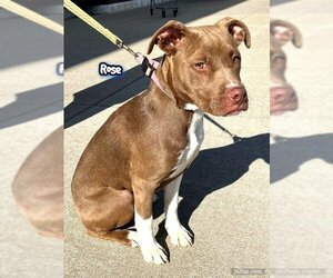 American Pit Bull Terrier-Unknown Mix Dogs for adoption in White Bluff, TN, USA