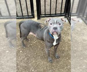 Mutt Dogs for adoption in Riverside, CA, USA