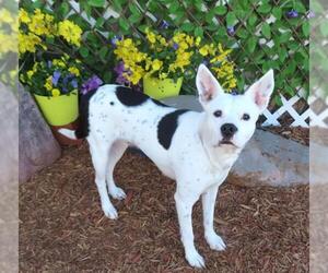 Mutt Dogs for adoption in Oklahoma City, OK, USA