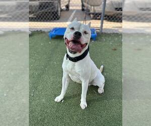 American Staffordshire Terrier-Unknown Mix Dogs for adoption in Pasadena, TX, USA
