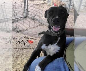 American Pit Bull Terrier-Unknown Mix Dogs for adoption in Victoria, TX, USA