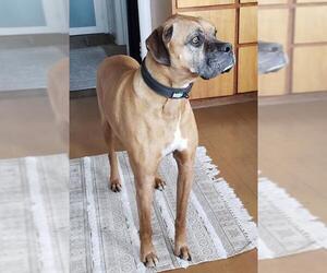 Boxer Dogs for adoption in Polson, MT, USA