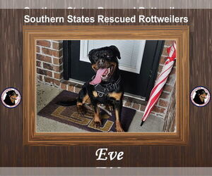 Rottweiler Dogs for adoption in White Hall, AR, USA