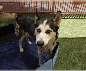 Siberian Husky-Unknown Mix Dogs for adoption in Las Vegas, NV, USA