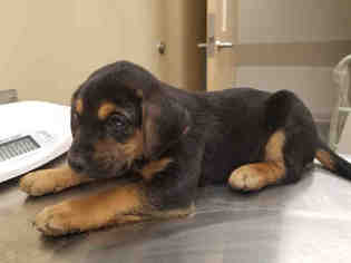 Black and Tan Coonhound-Golden Retriever Mix Dogs for adoption in Waynesville, NC, USA