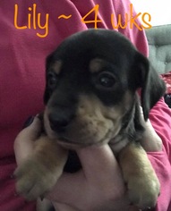 Medium Photo #1 Dachshund-Unknown Mix Puppy For Sale in Los Angeles, CA, USA