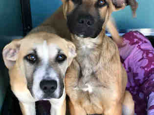 Boxador Dogs for adoption in Moreno Valley, CA, USA