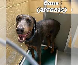 Doberman Pinscher Dogs for adoption in Tulsa, OK, USA