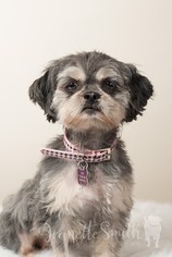 Shih Tzu Dogs for adoption in Decatur, GA, USA