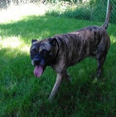 Staffordshire Bull Terrier-Unknown Mix Dogs for adoption in Gerrardstown, WV, USA