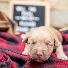 Medium Photo #2 Labrador Retriever-Unknown Mix Puppy For Sale in Dallas, TX, USA