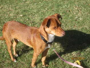 Chipin Dogs for adoption in Altus, OK, USA