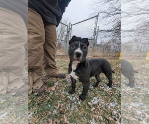Medium Photo #1 American Pit Bull Terrier-Unknown Mix Puppy For Sale in Kewanee, IL, USA