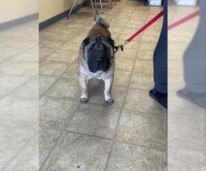Chinese Shar-Pei Dogs for adoption in Norfolk, VA, USA