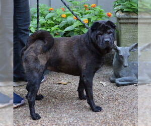 Chinese Shar-Pei Dogs for adoption in Germanton, TN, USA