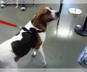 American Foxhound Dogs for adoption in Charlotte, NC, USA