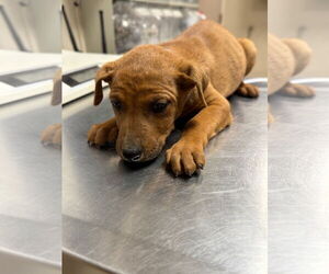 Labrador Retriever-Unknown Mix Dogs for adoption in Conroe, TX, USA