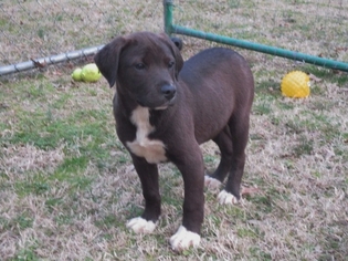 Small Labrador Retriever Mix