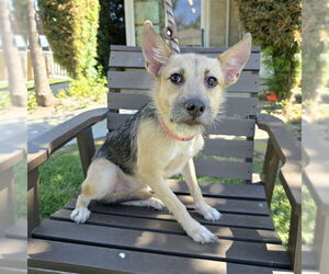 German Shepherd Dog-Unknown Mix Dogs for adoption in Long Beach, CA, USA