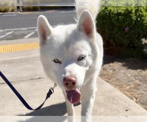 Siberian Husky Dogs for adoption in Martinez, CA, USA