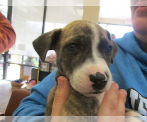 Staffordshire Bull Terrier Dogs for adoption in Ocala, FL, USA