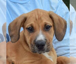 Mastador Dogs for adoption in Huntley, IL, USA